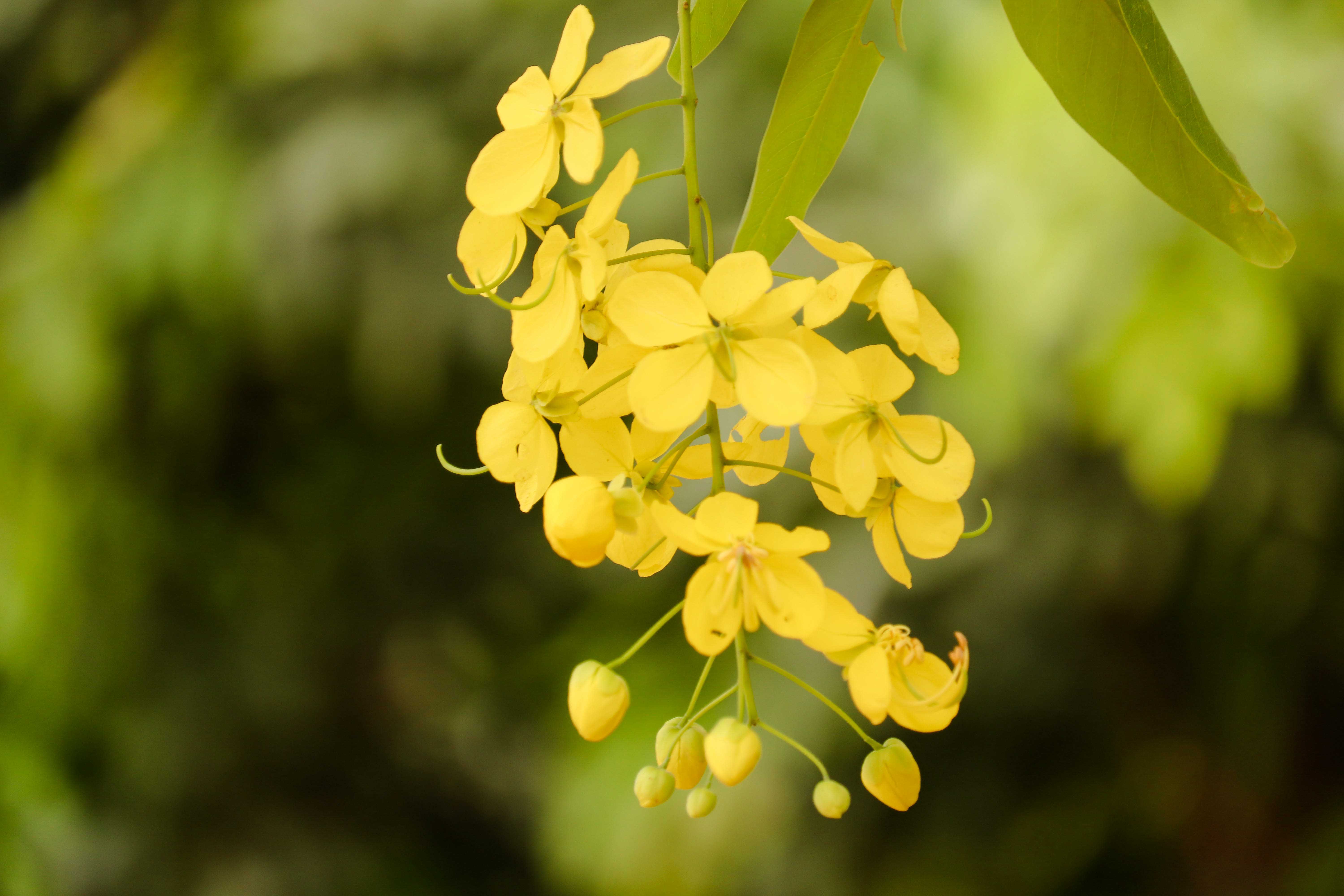 flower blossom, Flower, beautiful, Nature, Love